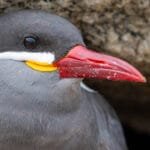 Inca tern close-up showing its red bill, yellow wattles and distinctive white facial plumes in Viña del Mar, Chile.