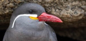Inca tern close-up showing its red bill, yellow wattles and distinctive white facial plumes in Viña del Mar, Chile.