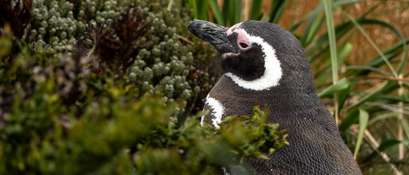 Magellanic penguin surrounded by coastal vegetation at Gypsy Cove in the Falkland Islands.