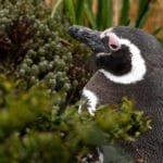 Magellanic penguin surrounded by coastal vegetation at Gypsy Cove in the Falkland Islands.