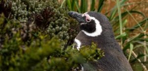Magellanic penguin surrounded by coastal vegetation at Gypsy Cove in the Falkland Islands.