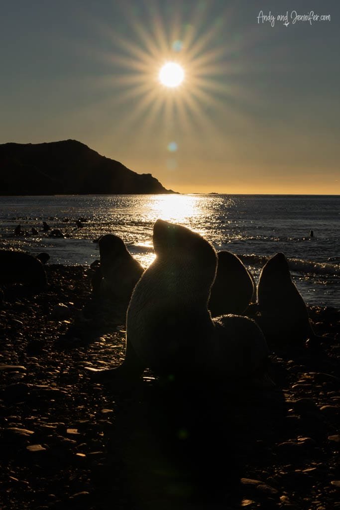 Antarctic fur seals silhouetted against the low sun on the shoreline at Stromness, South Georgia.