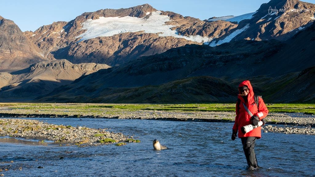 Wildlife photographer wading across a stream beside an Antarctic fur seal at Stromness, South Georgia.