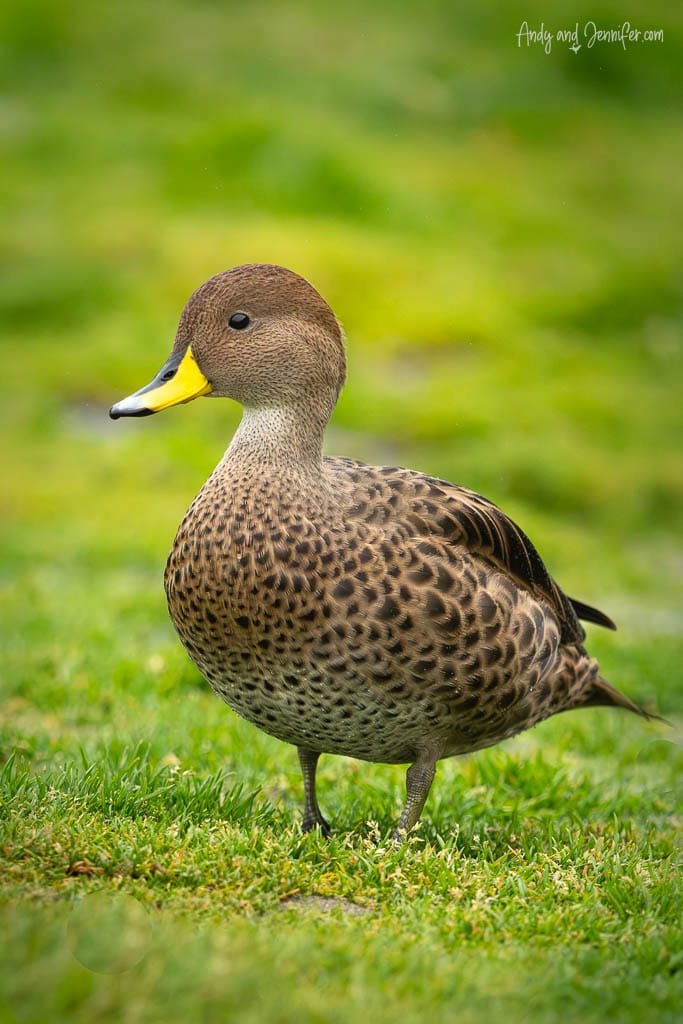 South Georgia pintail standing on grass at Stromness, South Georgia.