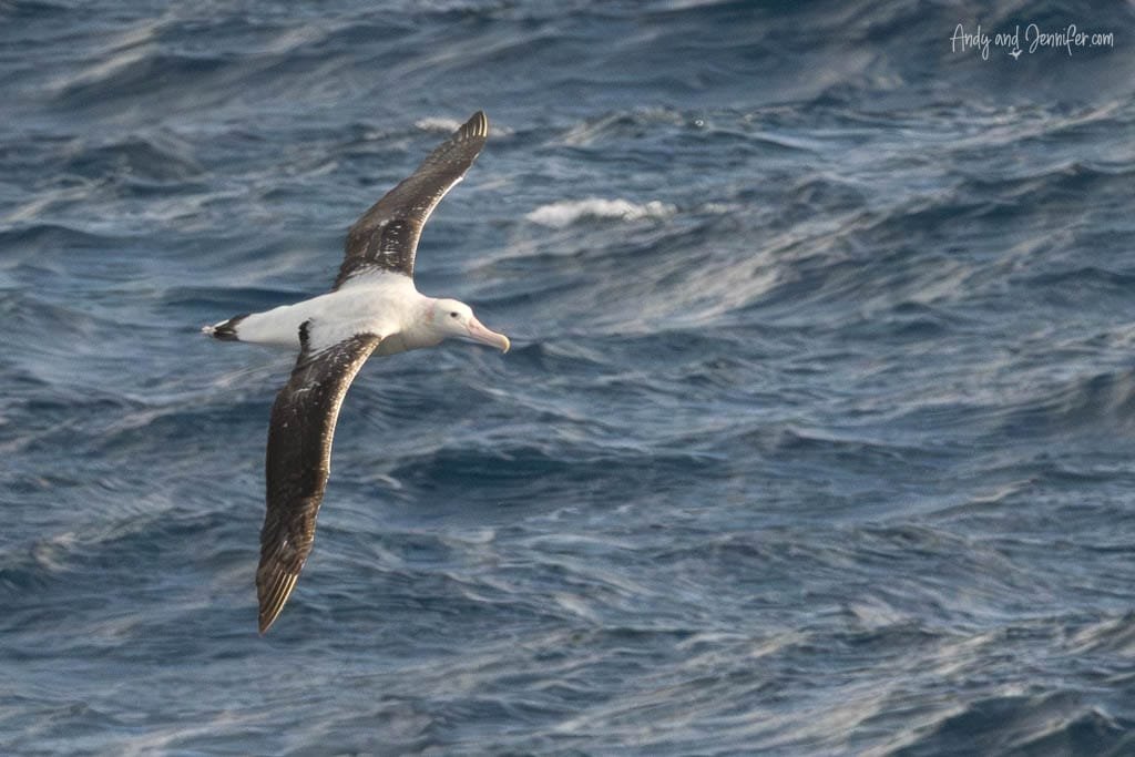 Wandering albatross gliding with wings outstretched above the South Atlantic Ocean.