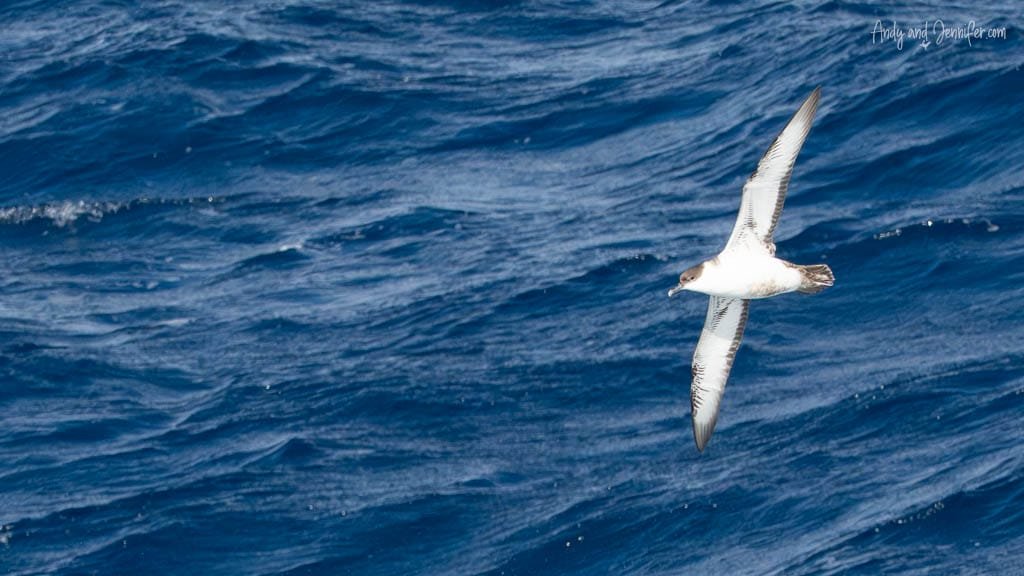 Great shearwater banking over deep blue water in the South Atlantic Ocean.