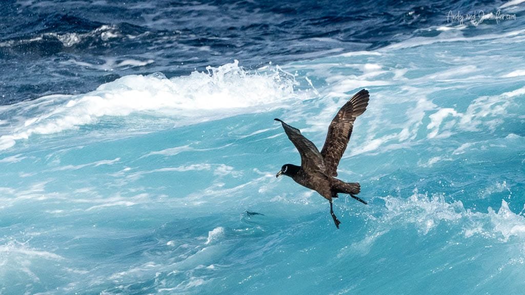White-chinned petrel flying low over turquoise waves in the South Atlantic Ocean.