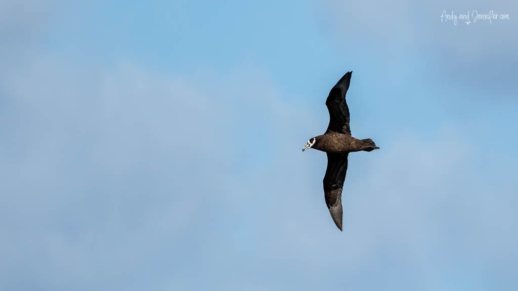 Spectacled petrel in flight against a clear blue sky over the South Atlantic Ocean.