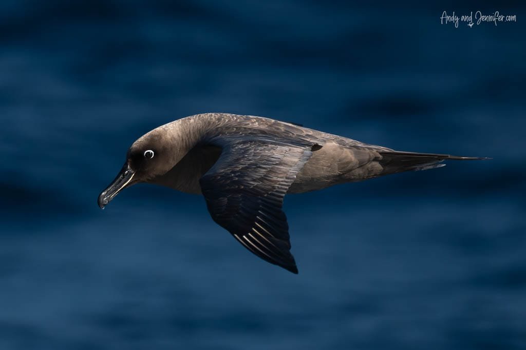 Light-mantled sooty albatross flying above the South Atlantic Ocean, showing its distinctive white eye ring.