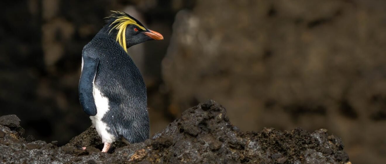 Northern rockhopper penguin standing on dark volcanic rocks at Middle Island in the Tristan da Cunha archipelago.
