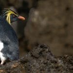 Northern rockhopper penguin standing on dark volcanic rocks at Middle Island in the Tristan da Cunha archipelago.