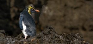 Northern rockhopper penguin standing on dark volcanic rocks at Middle Island in the Tristan da Cunha archipelago.
