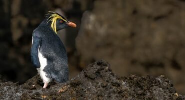 Northern rockhopper penguin standing on dark volcanic rocks at Middle Island in the Tristan da Cunha archipelago.