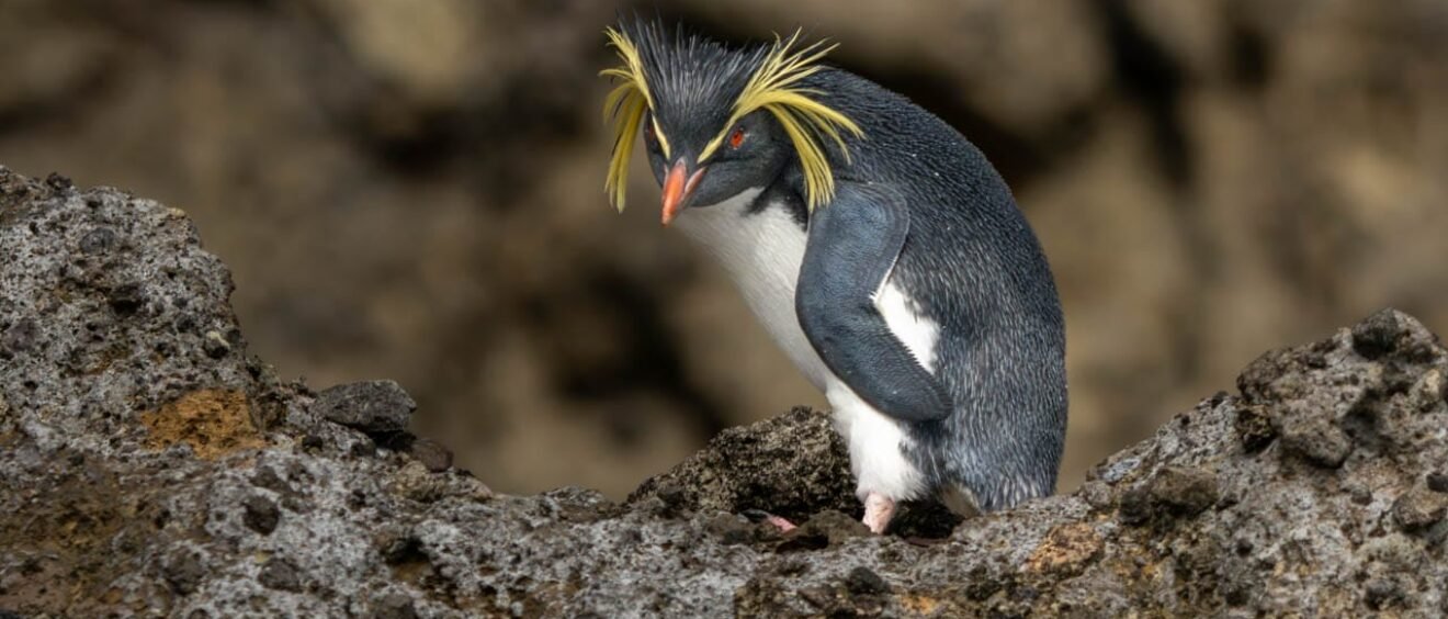 Northern Rockhopper penguin in front of rocky landscape at Middle Island