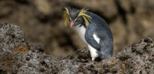 Northern Rockhopper penguin in front of rocky landscape at Middle Island