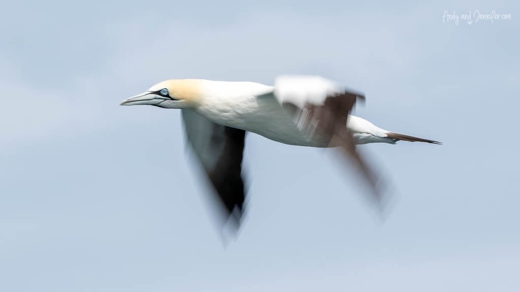 Northern gannet flying with motion-blurred wings over the south Atlantic ocean.