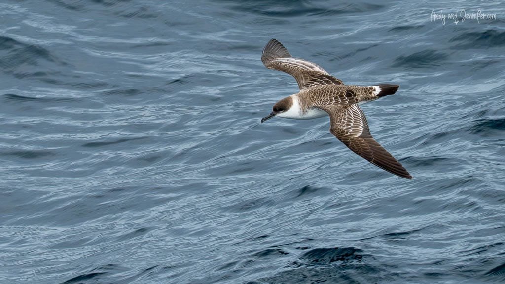 Great shearwater gliding low over the south Atlantic ocean.