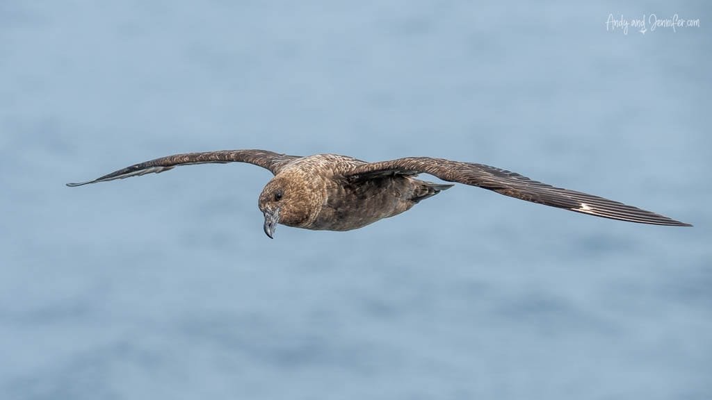 Brown skua gliding with wings outstretched over the south Atlantic ocean.