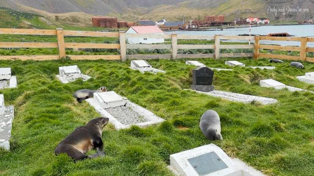 Antarctic fur seals resting among the graves in the cemetery at Grytviken, South Georgia.