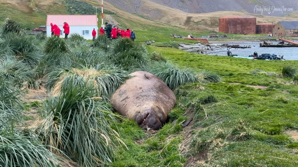 Southern elephant seal resting in a grassy drainage ditch near the historic whaling station at Grytviken, South Georgia.
