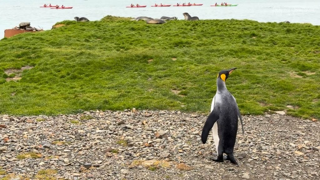King penguin walking across the rocky shoreline at Grytviken, South Georgia, with fur seals and kayakers in the background.