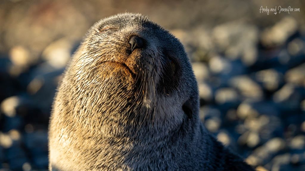 Close-up portrait of an Antarctic fur seal pup resting in warm sunlight at Stromness, South Georgia.