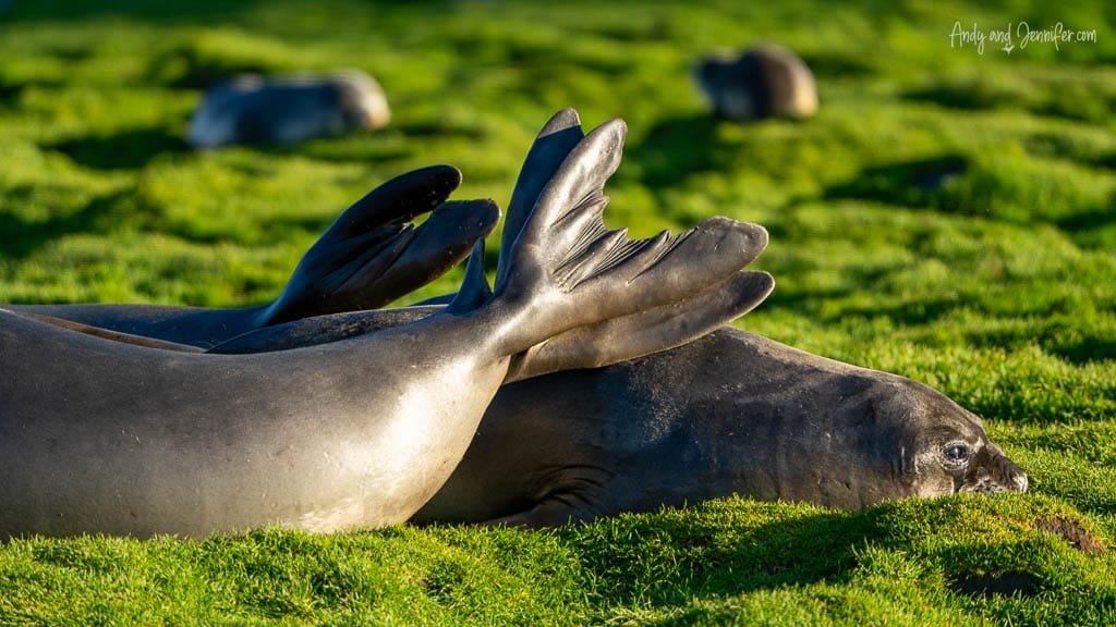 Southern elephant seals resting together on grass at Stromness, South Georgia.