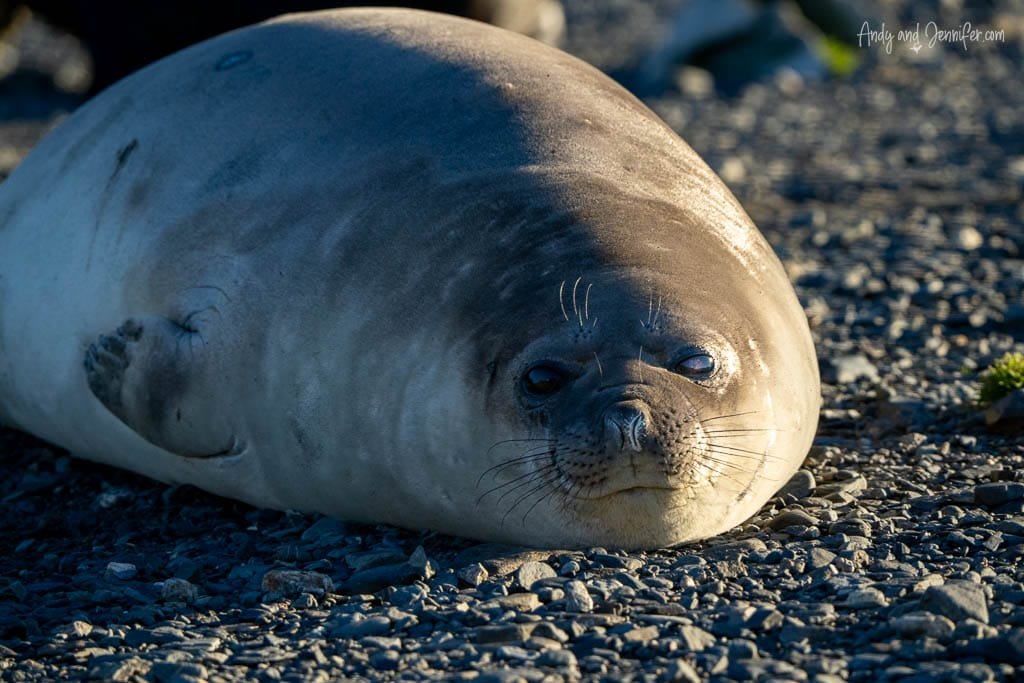 Southern elephant seal resting on a rocky beach in the sunlight at Stromness, South Georgia.