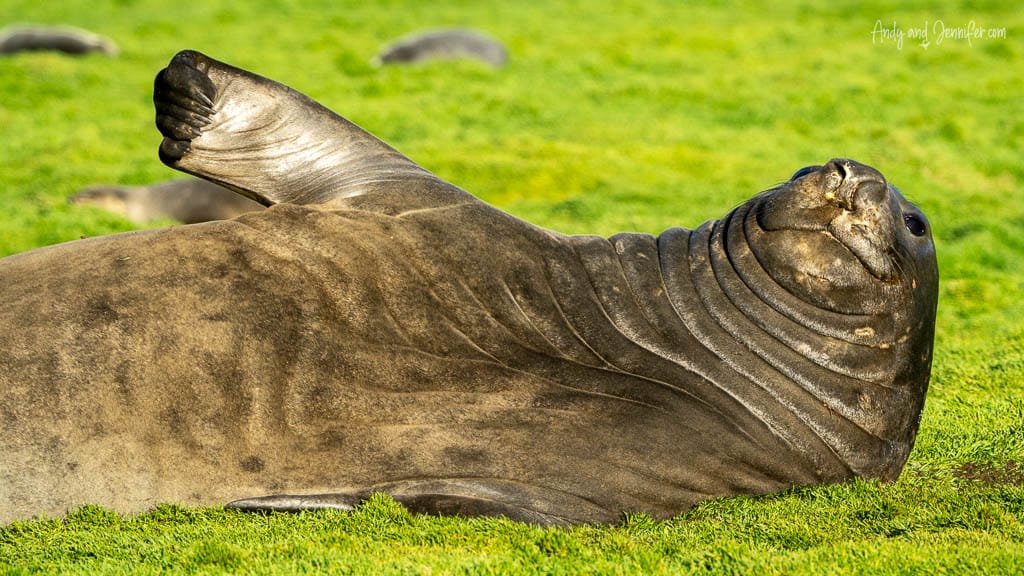 Southern elephant seal lying on the grass with a flipper raised at Stromness, South Georgia.