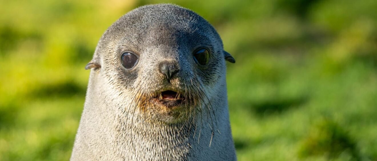 Close-up portrait of an Antarctic fur seal pup at Stromness, South Georgia.