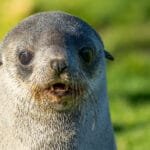 Close-up portrait of an Antarctic fur seal pup at Stromness, South Georgia.
