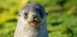 Close-up portrait of an Antarctic fur seal pup at Stromness, South Georgia.