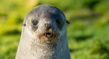 Close-up portrait of an Antarctic fur seal pup at Stromness, South Georgia.