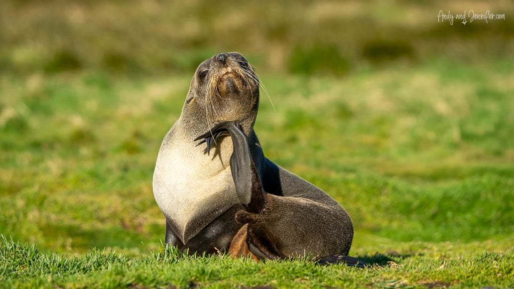 Antarctic fur seal scratching its neck while resting on grass at Stromness, South Georgia.