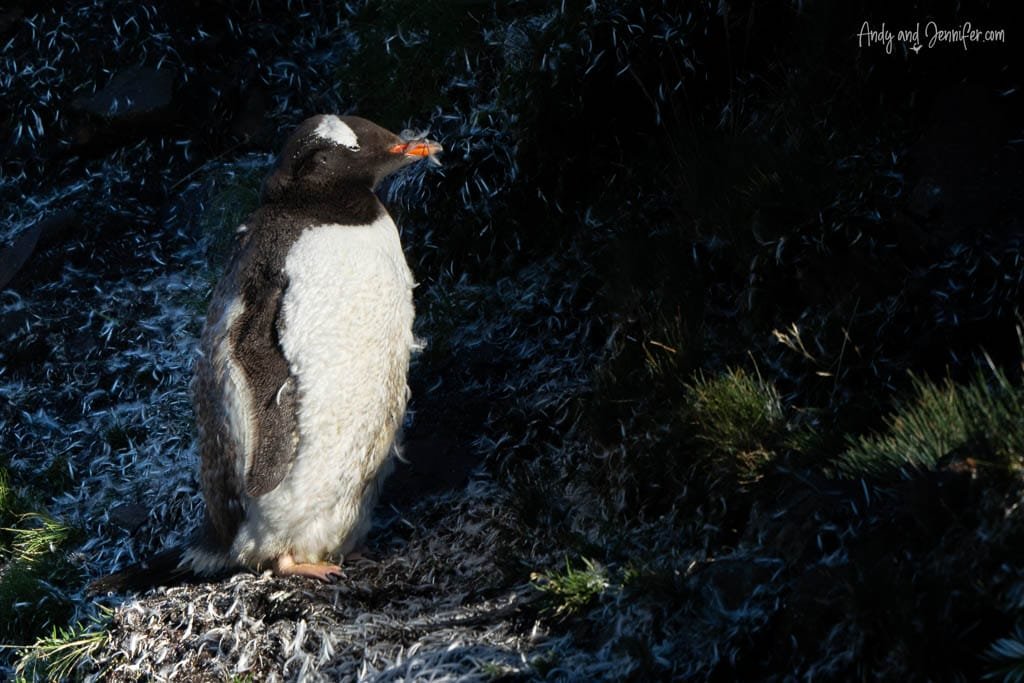 Moulting Gentoo penguin standing on a feather covered hill at Stromness, South Georgia.