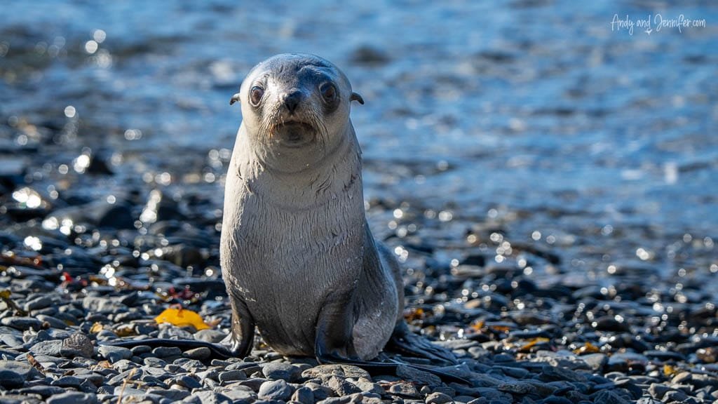 Antarctic fur seal pup sitting on the rocky shoreline at Stromness, South Georgia.