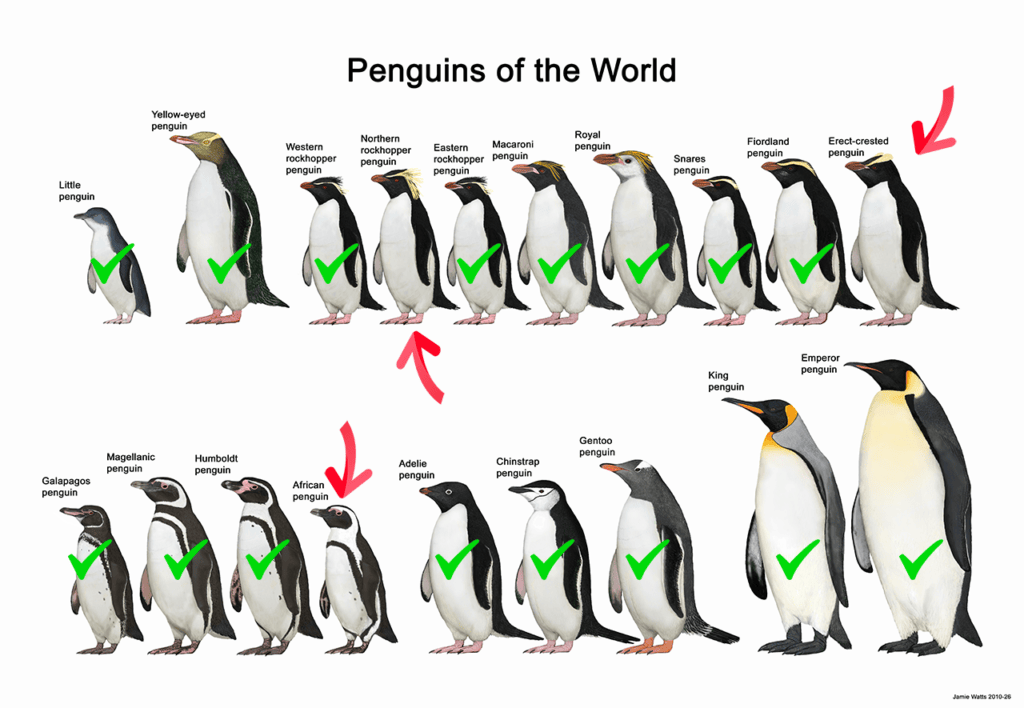 Penguins of the world illustration showing the species we have seen, with northern rockhopper and erect-crested penguins highlighted as the remaining species.