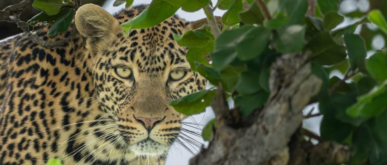 Close-up portrait of a leopard partially concealed among green leaves in a tree.