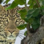 Close-up portrait of a leopard partially concealed among green leaves in a tree.