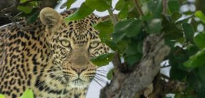 Close-up portrait of a leopard partially concealed among green leaves in a tree.