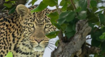 Close-up portrait of a leopard partially concealed among green leaves in a tree.