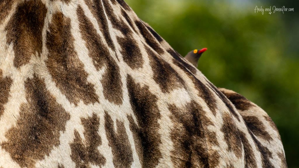 Close-up of a giraffe’s patterned coat with a red-billed oxpecker peeking over its back at MalaMala Game Reserve, South Africa.