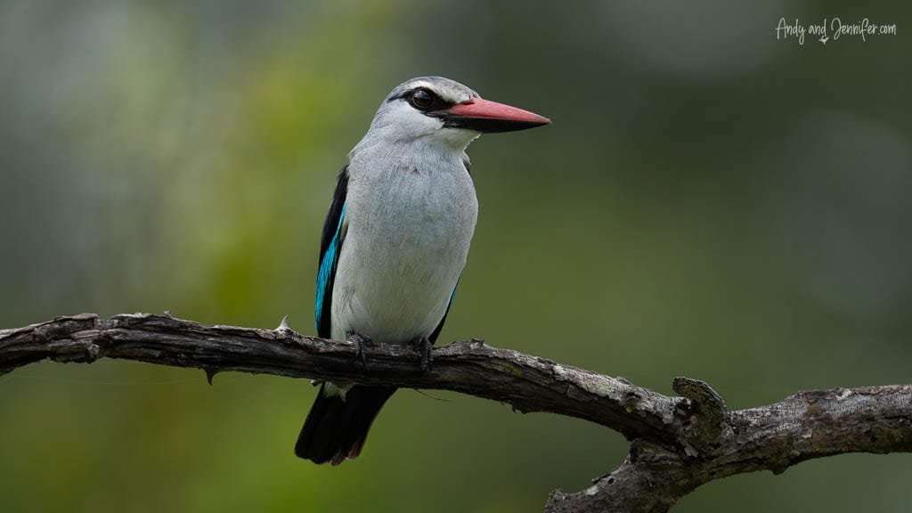 Woodland kingfisher perched on a branch at MalaMala Game Reserve, South Africa.