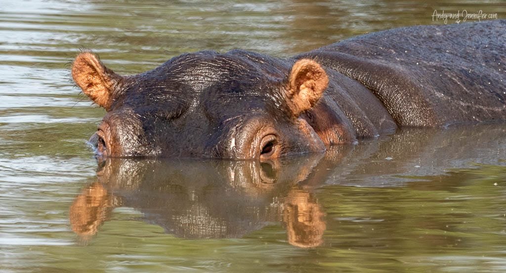 Hippopotamus partially submerged in water with its face reflected on the surface at MalaMala Game Reserve, South Africa.