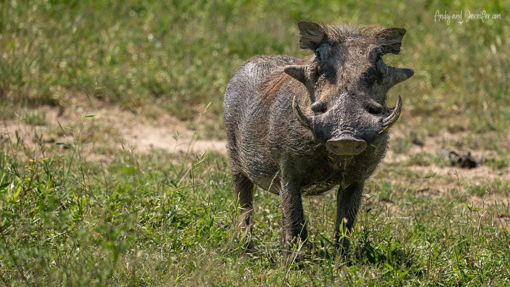 Warthog standing in wet grass after wallowing in mud at MalaMala Game Reserve, South Africa.