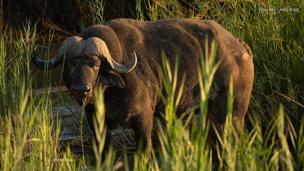 Cape buffalo standing among tall reeds in warm morning light at MalaMala Game Reserve, South Africa.