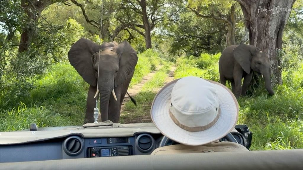 African elephants blocking a dirt track in front of a safari vehicle at MalaMala Game Reserve, South Africa.