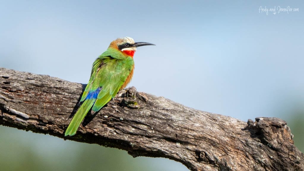 White-fronted bee-eater perched on a dead branch at MalaMala Game Reserve, South Africa.