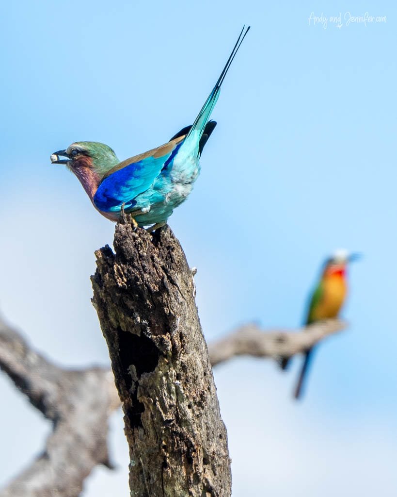 Lilac-breasted roller perched on a dead tree stump, with a white-fronted bee-eater blurred in the background at MalaMala Game Reserve, South Africa.