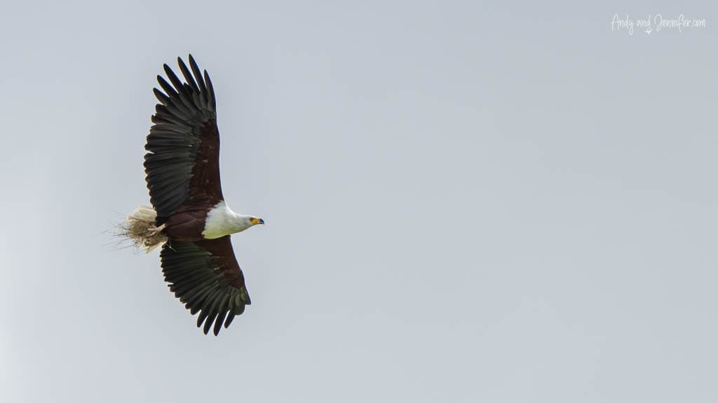 African fish eagle flying with nesting material in its talons at MalaMala Game Reserve, South Africa.